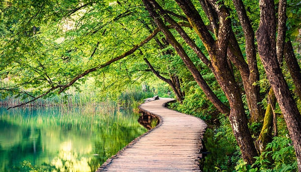 A relaxing image of a winding wooden path alongside a peaceful lake and trees.