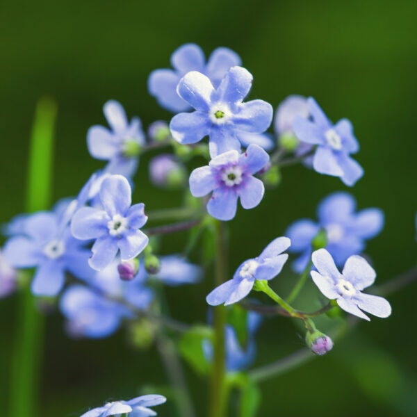 Forget Me Not , blue flowers on a summer day. Macro photo with selective soft focus